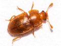 Epuraea estiva